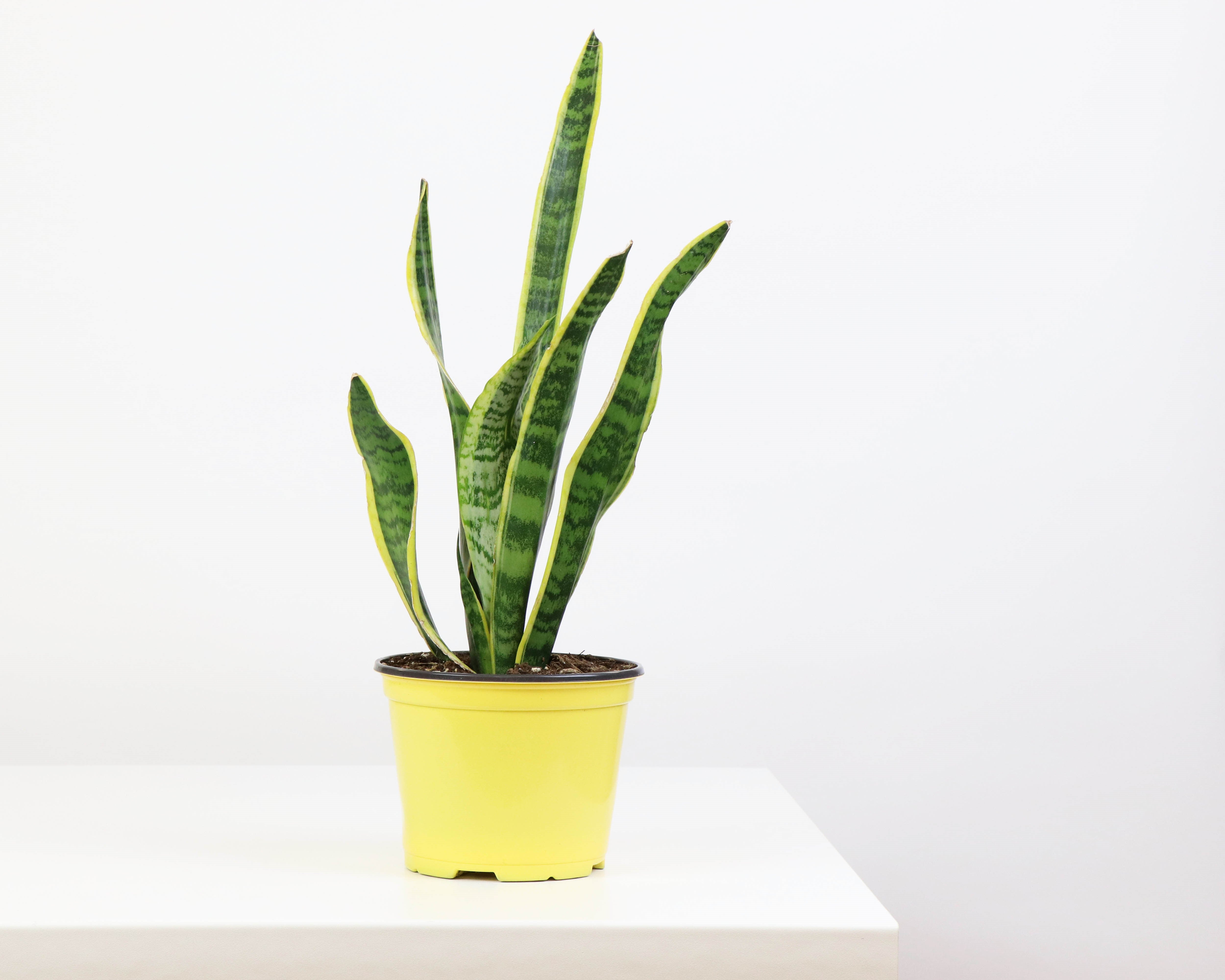 sansevieria laurentii vs zeylanica 6" Sansevieria, Laurentii/Zeylanica