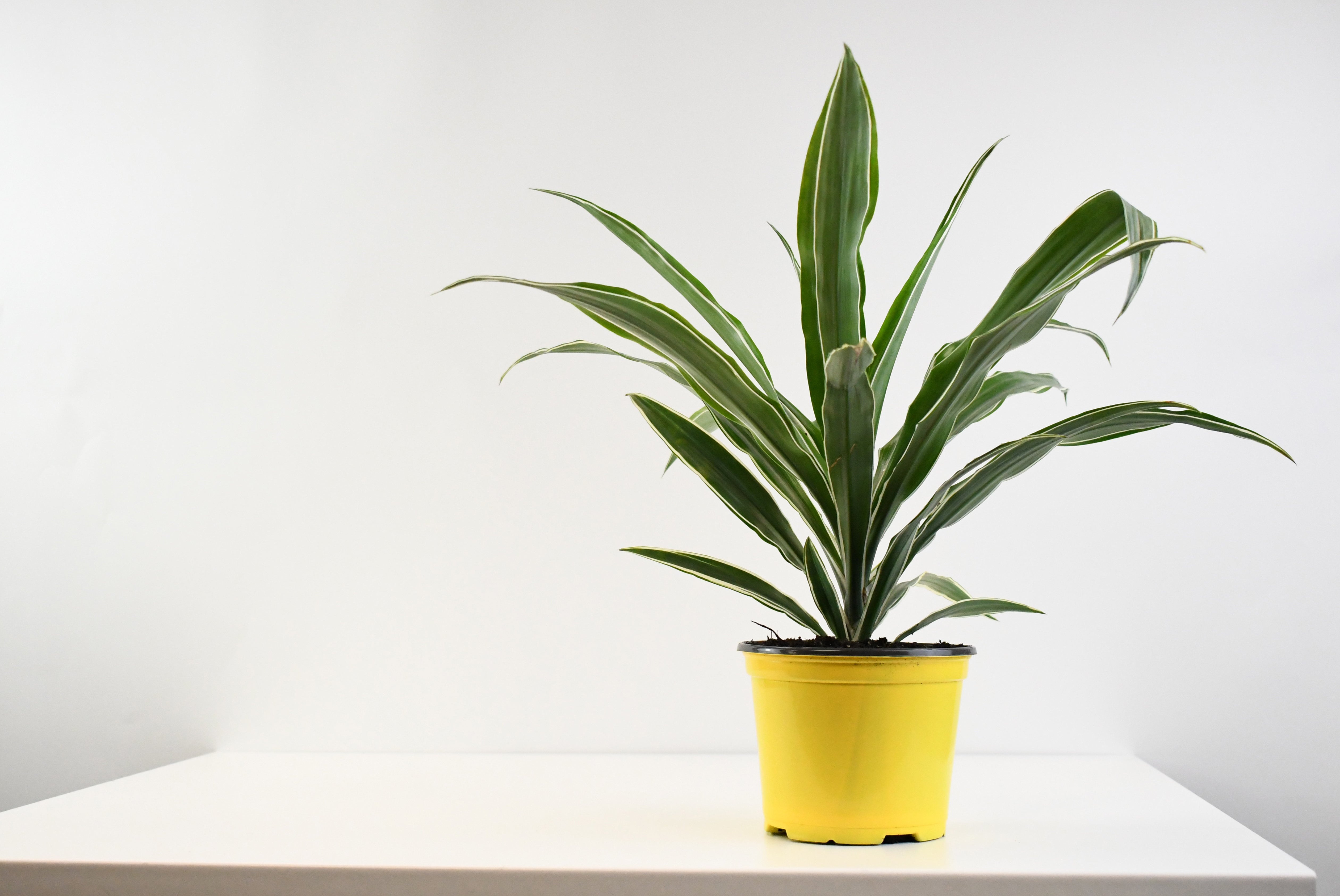 dracaena warnecki 6" Dracaena, Warneckii