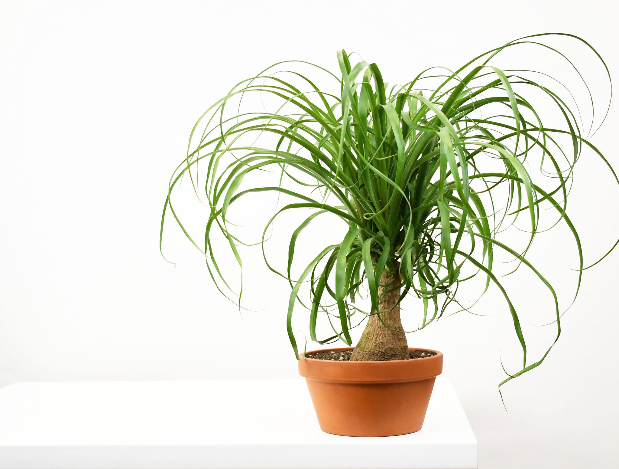 clay ponytail palm 7" Palm, Ponytail in Clay