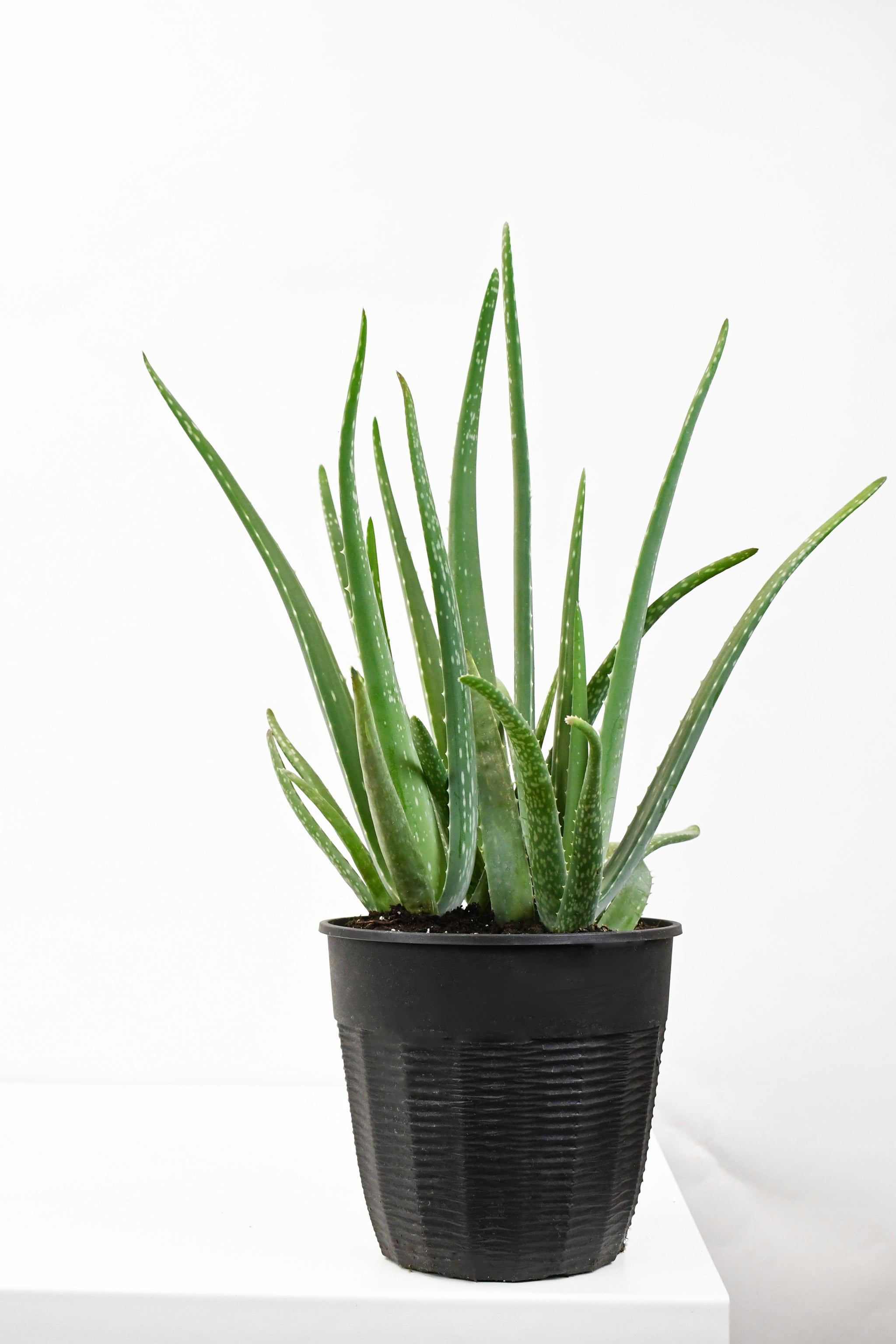 aloe vera kopen plant 8" Aloe Vera, Medicine Plant