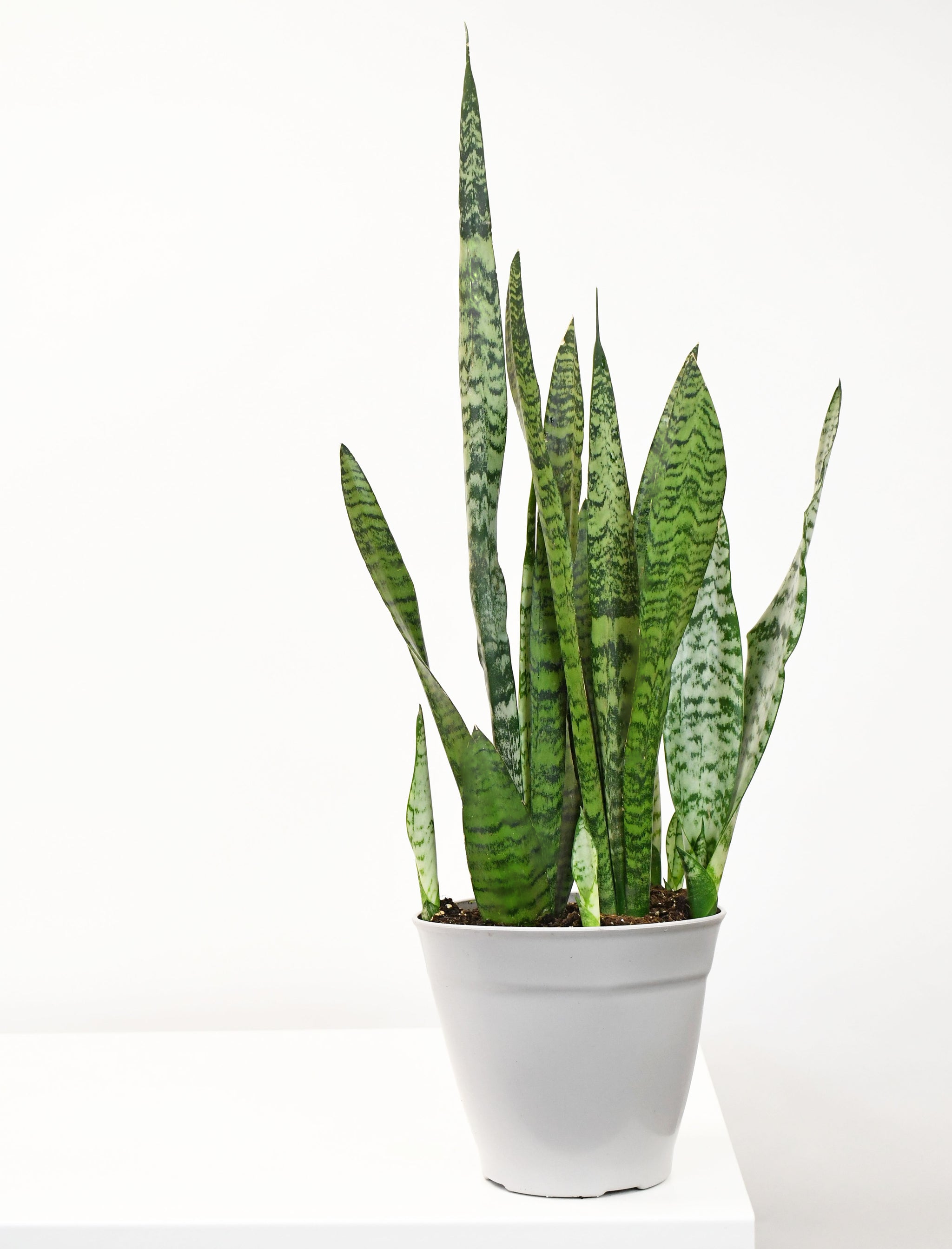sansevieria sansiam ulimi 8" Sansevieria, Laurentii/Zeylanica