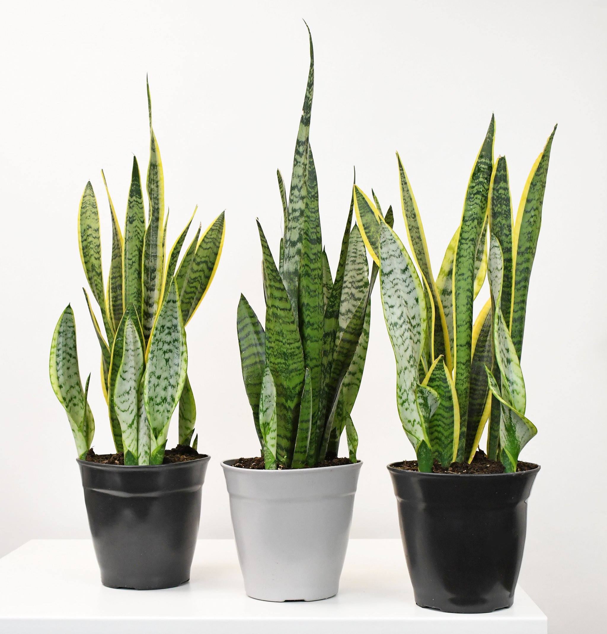 sansevieria sansiam ulimi 8" Sansevieria, Laurentii/Zeylanica