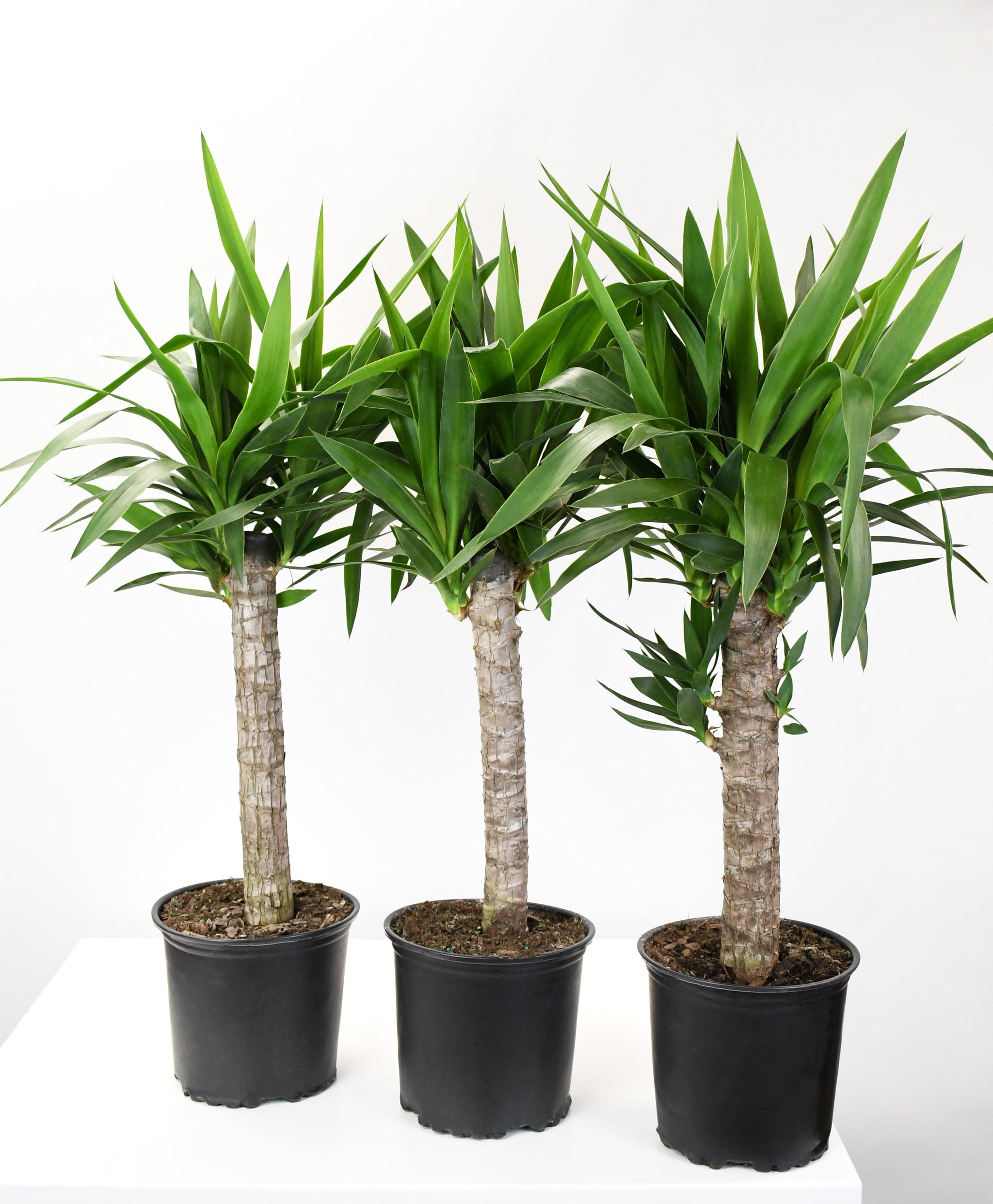 yucca cane single 8
