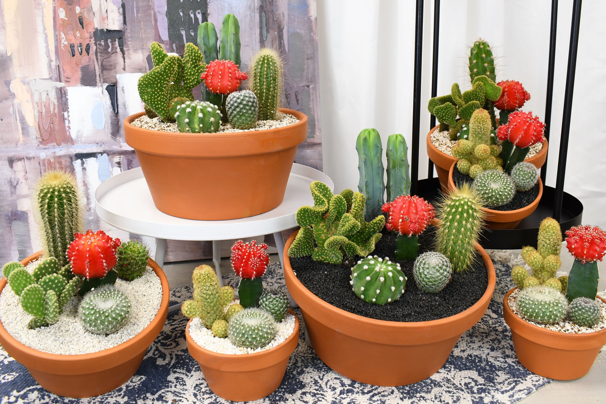 CactiArrangementLifestyle_001_