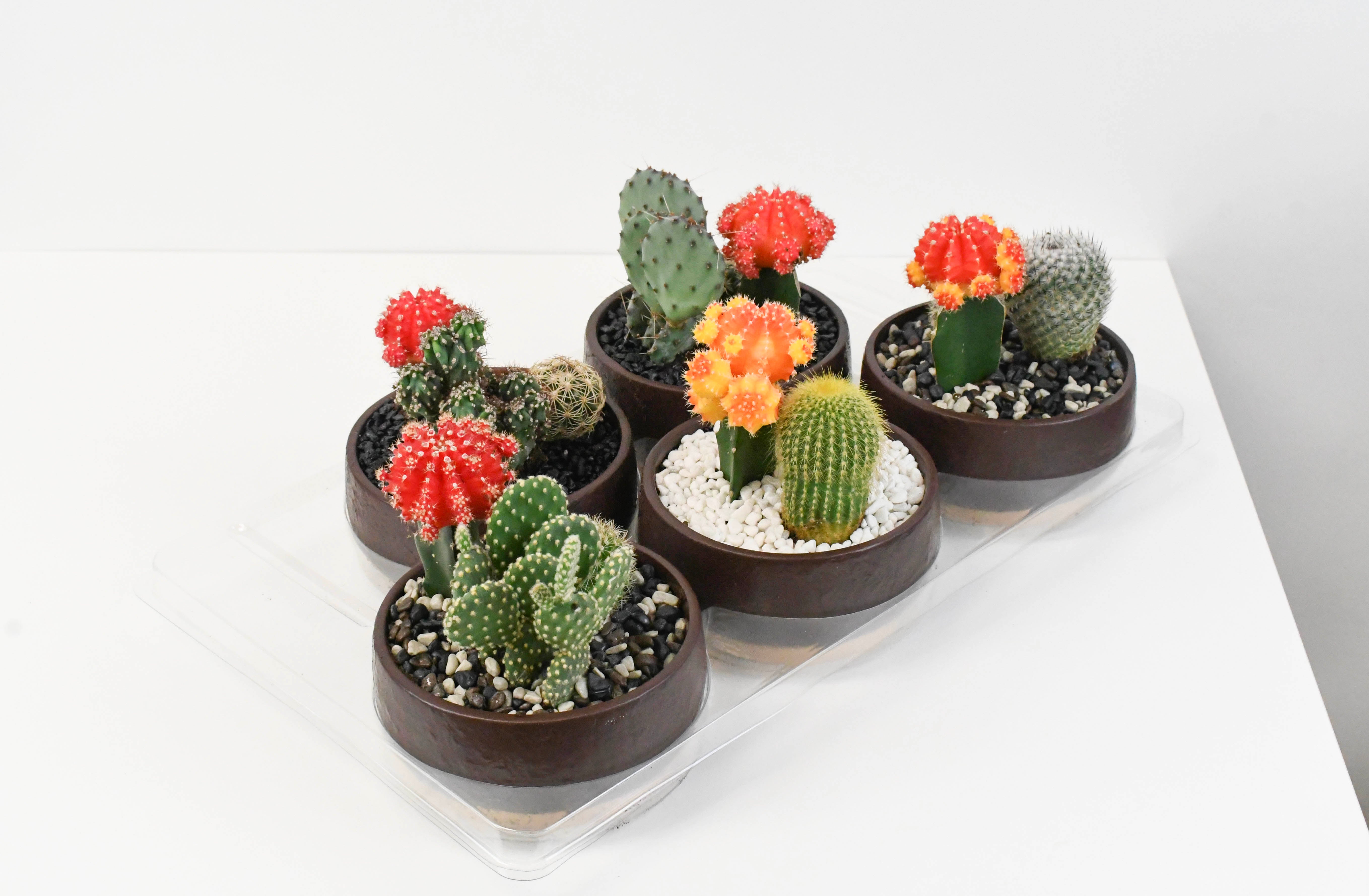 Mini Captus Mini Cactus Garden Set Of 10 Different Cactus Plants In 5.5cm Pots