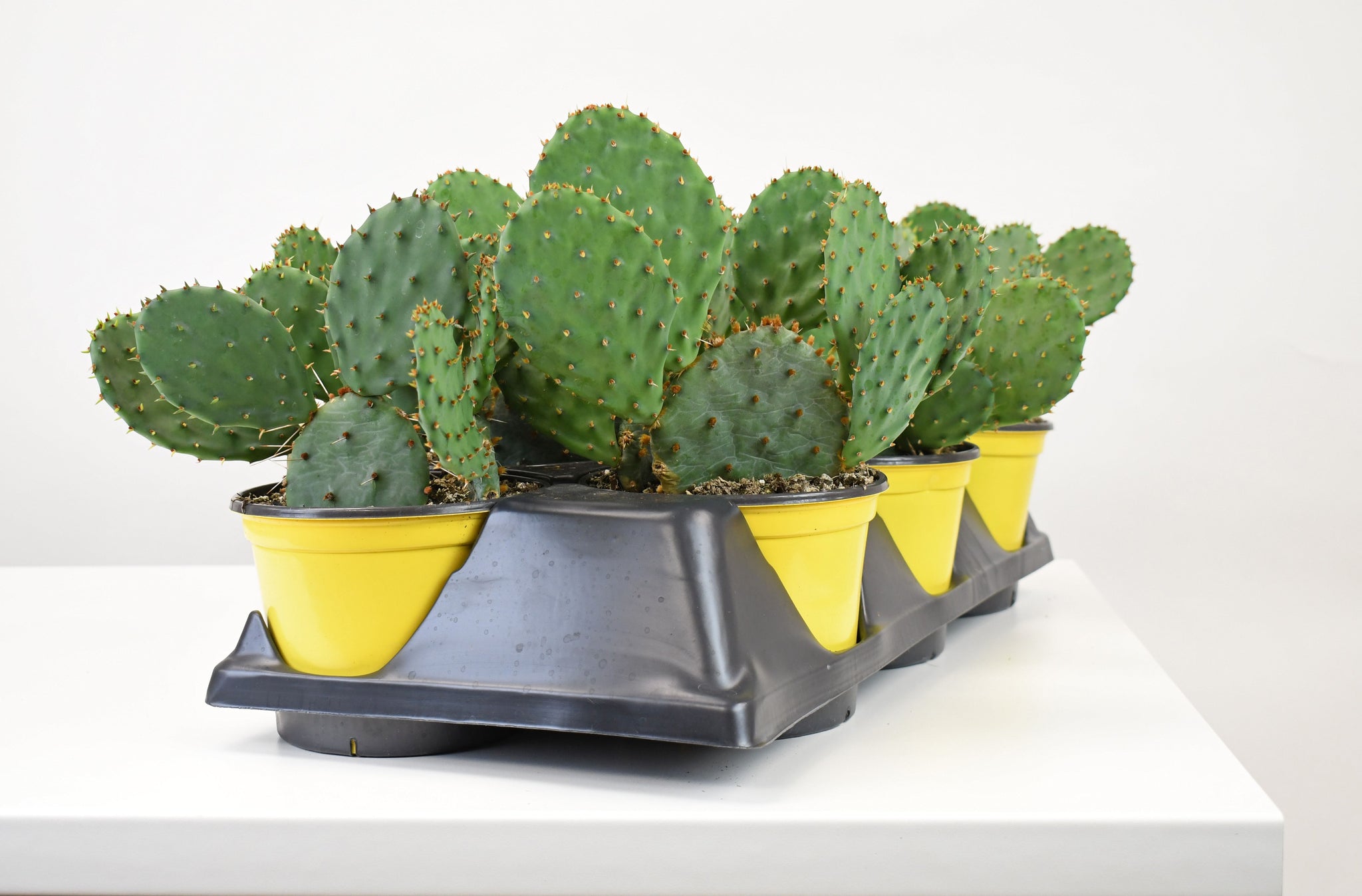 cactus fara tepi 6