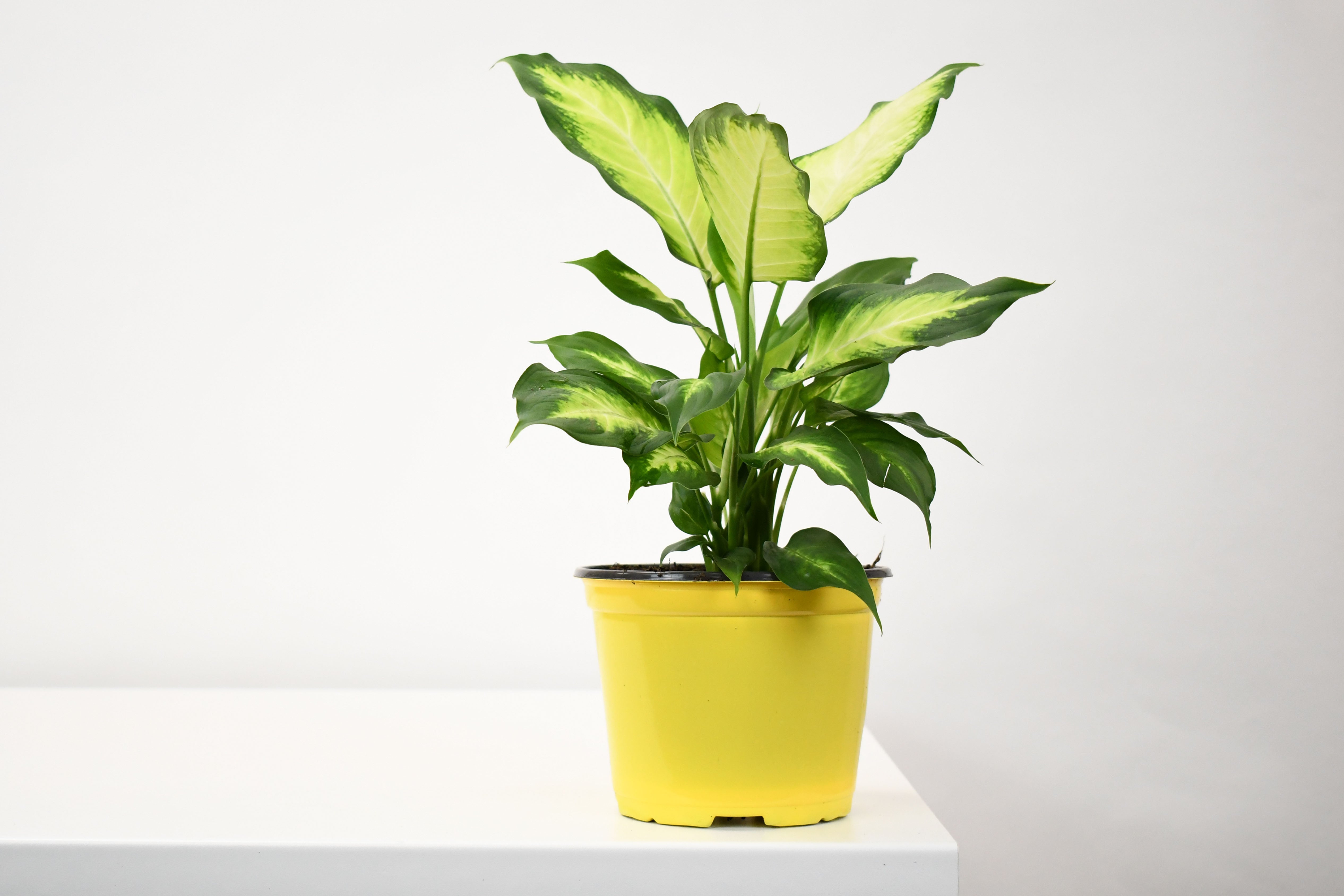 dieffenbachia camilla compacta 6" Dieffenbachia, Camilla/Compacta