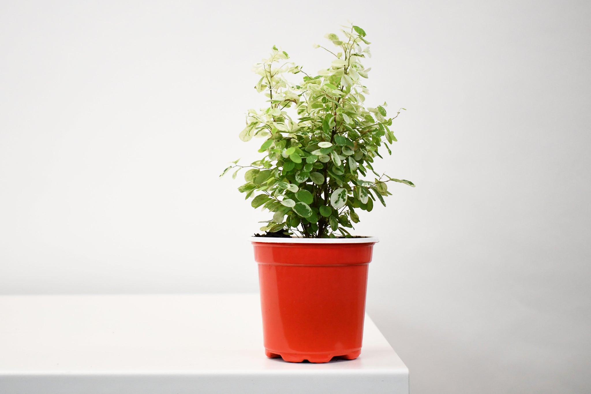 snow bush plant indoor 4" Breynia, Snow Bush