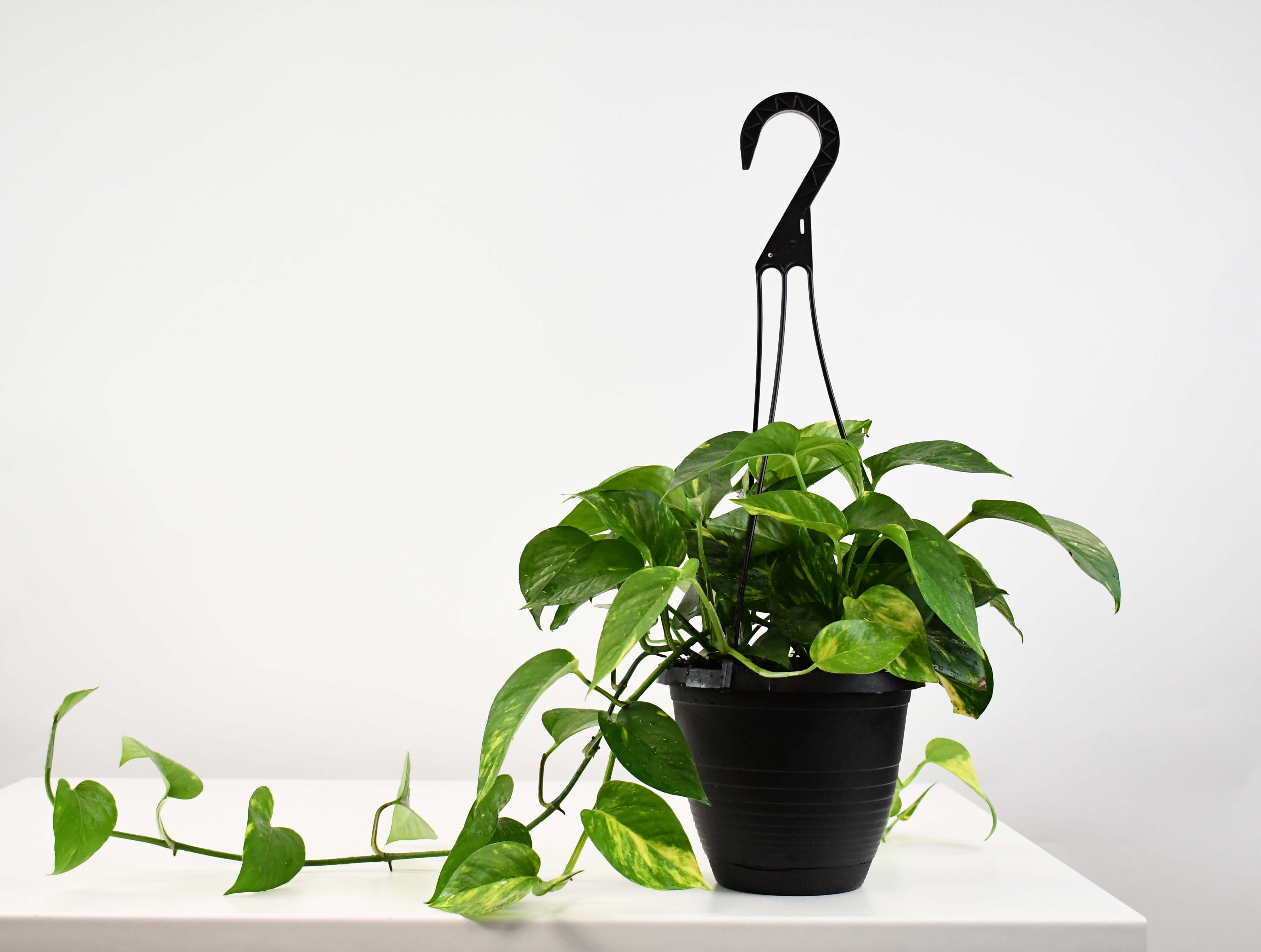 pothos golden hawaiian 6.5" HB Pothos, Golden/Hawaiian