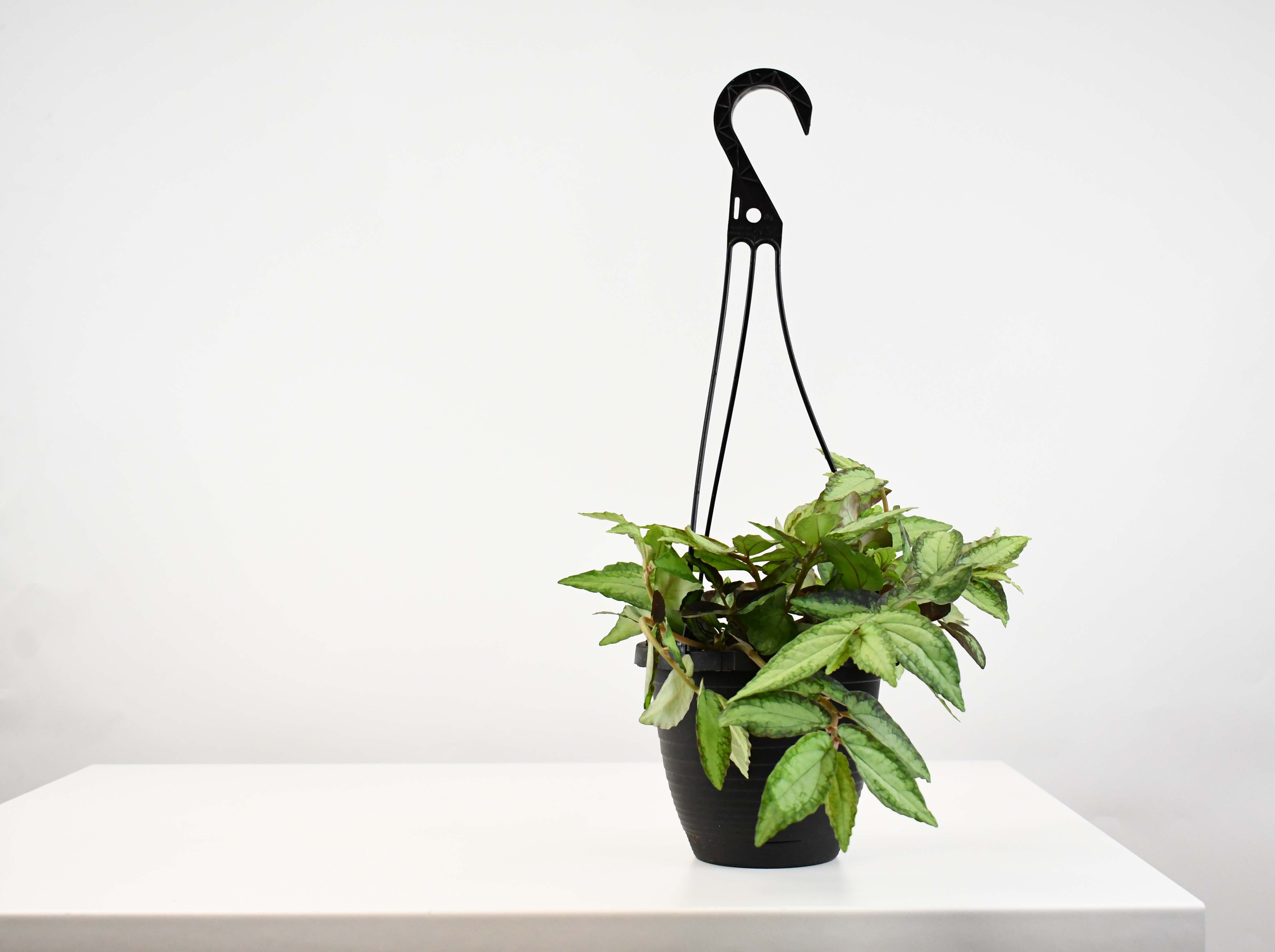 pothos repens 6.5" HB Pelleonia, Repens