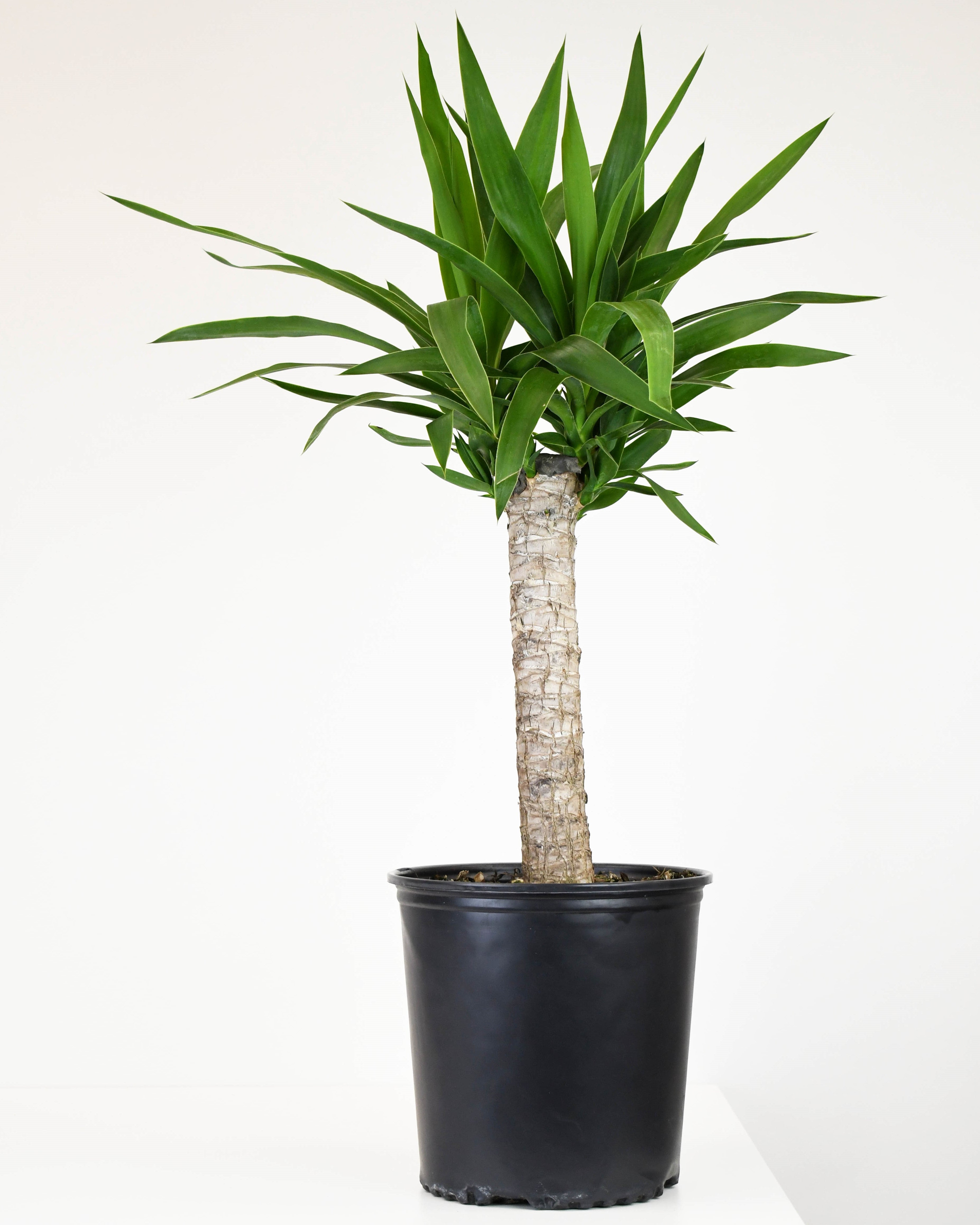 yucca cane single 10" Yucca, Cane Single