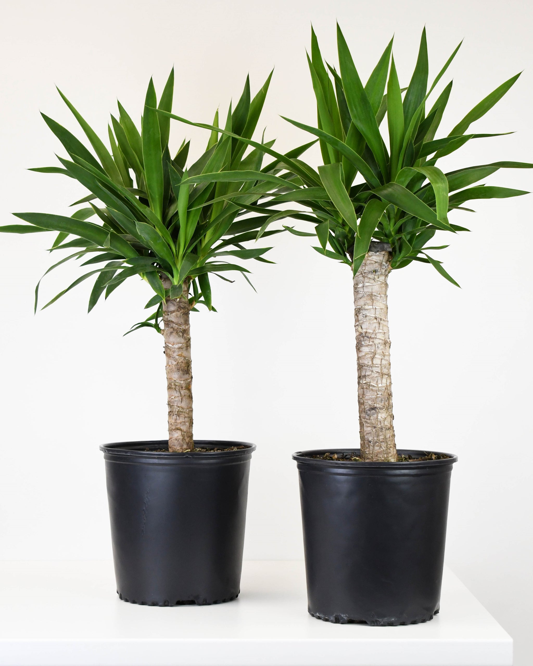 costa farms yucca cane 10" Yucca, Cane Single