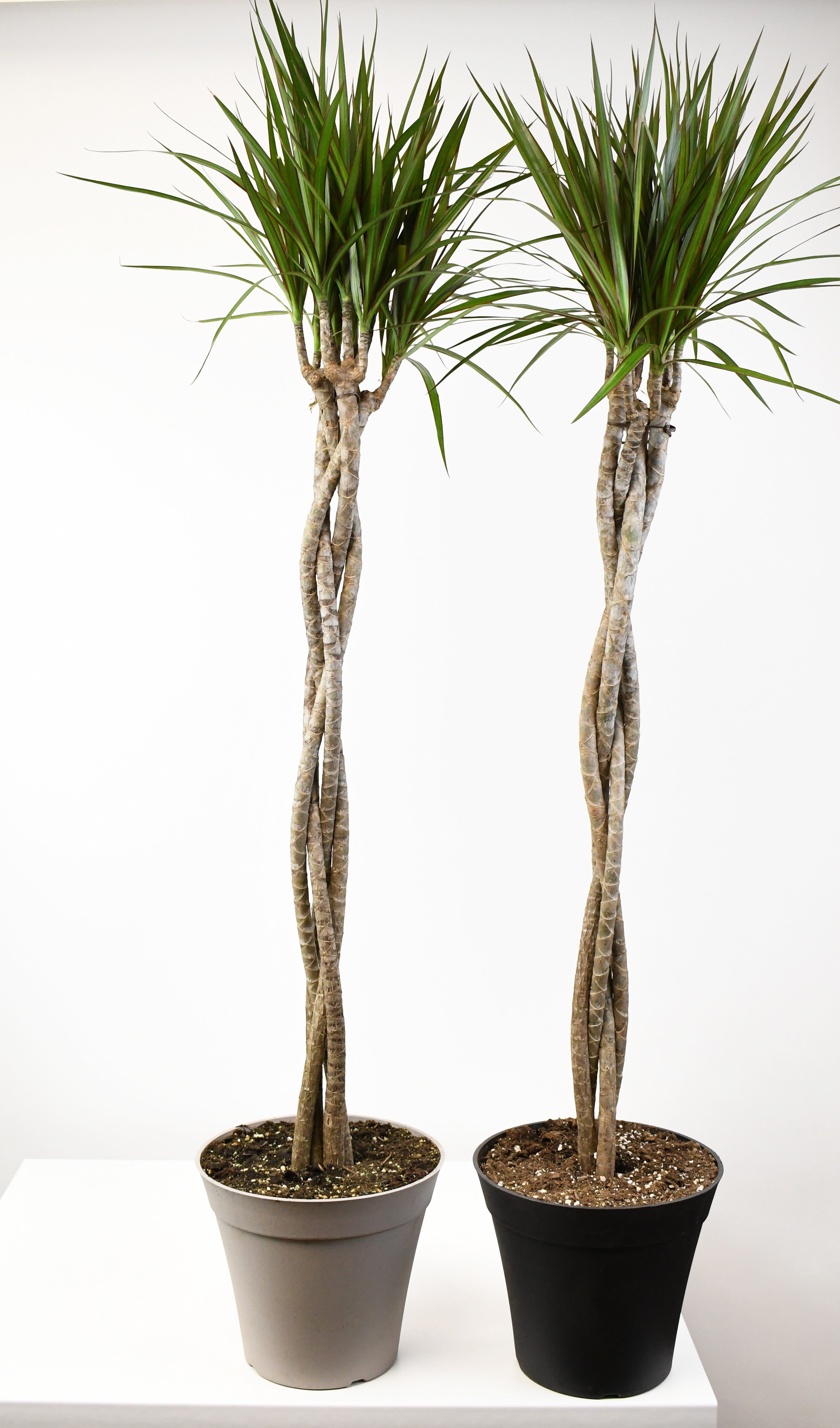 dracaena marginata skötsel 10" Dracaena, Marginata Braid 4ppp 48"