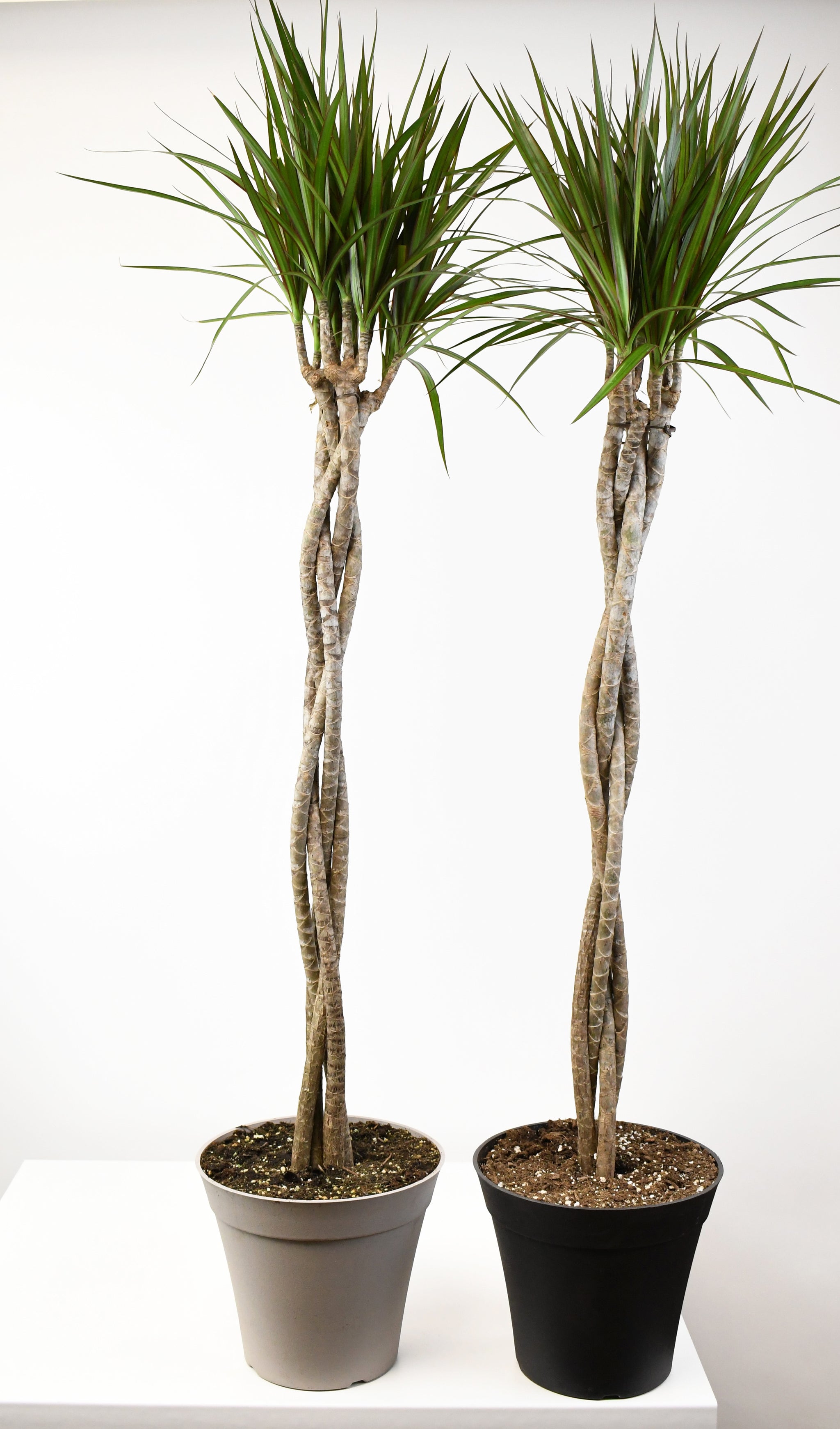 dracaena marginata yucca 10