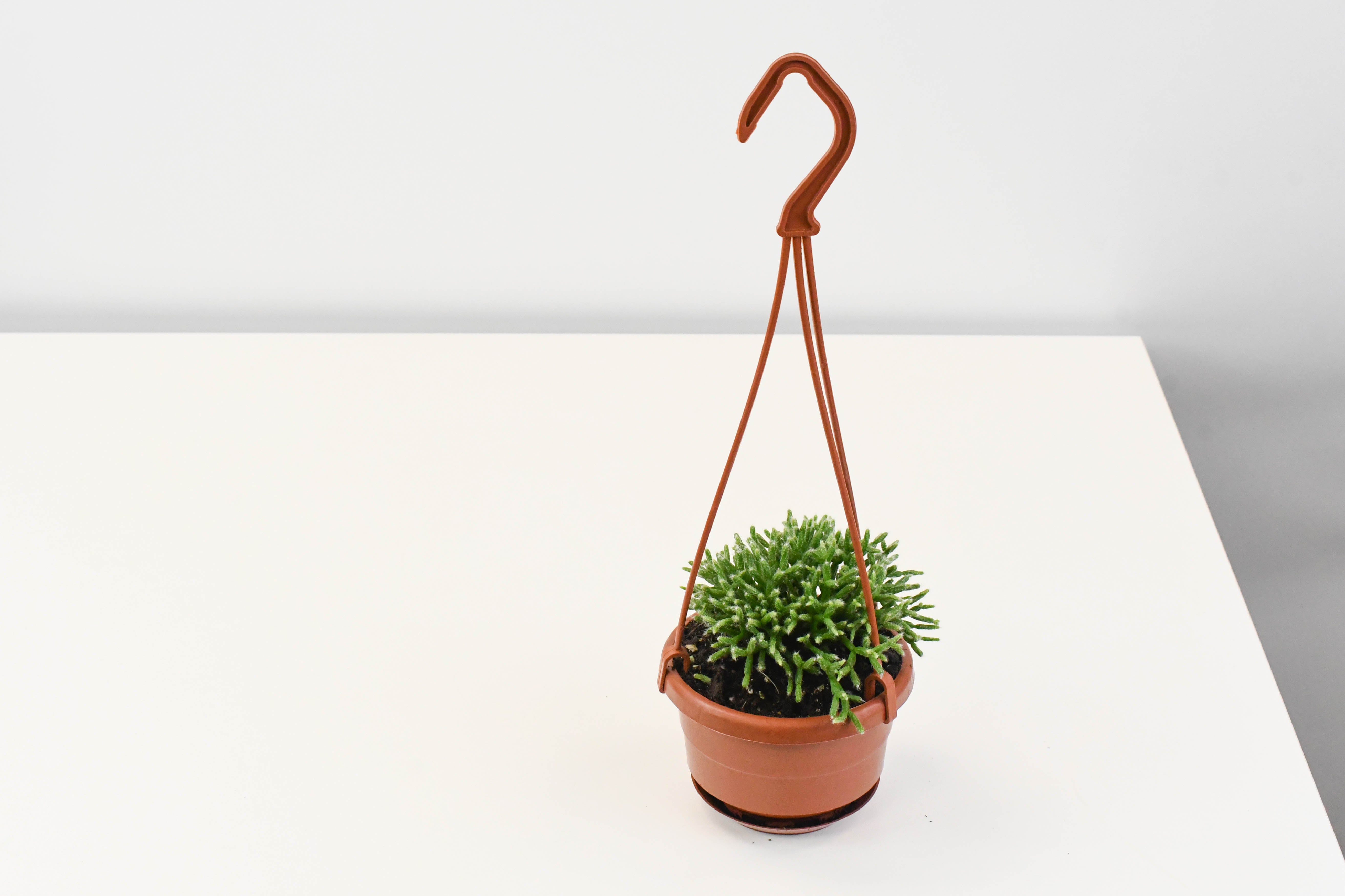 hb succulent 4 HB Succulent, Rhipsalis Hatiora