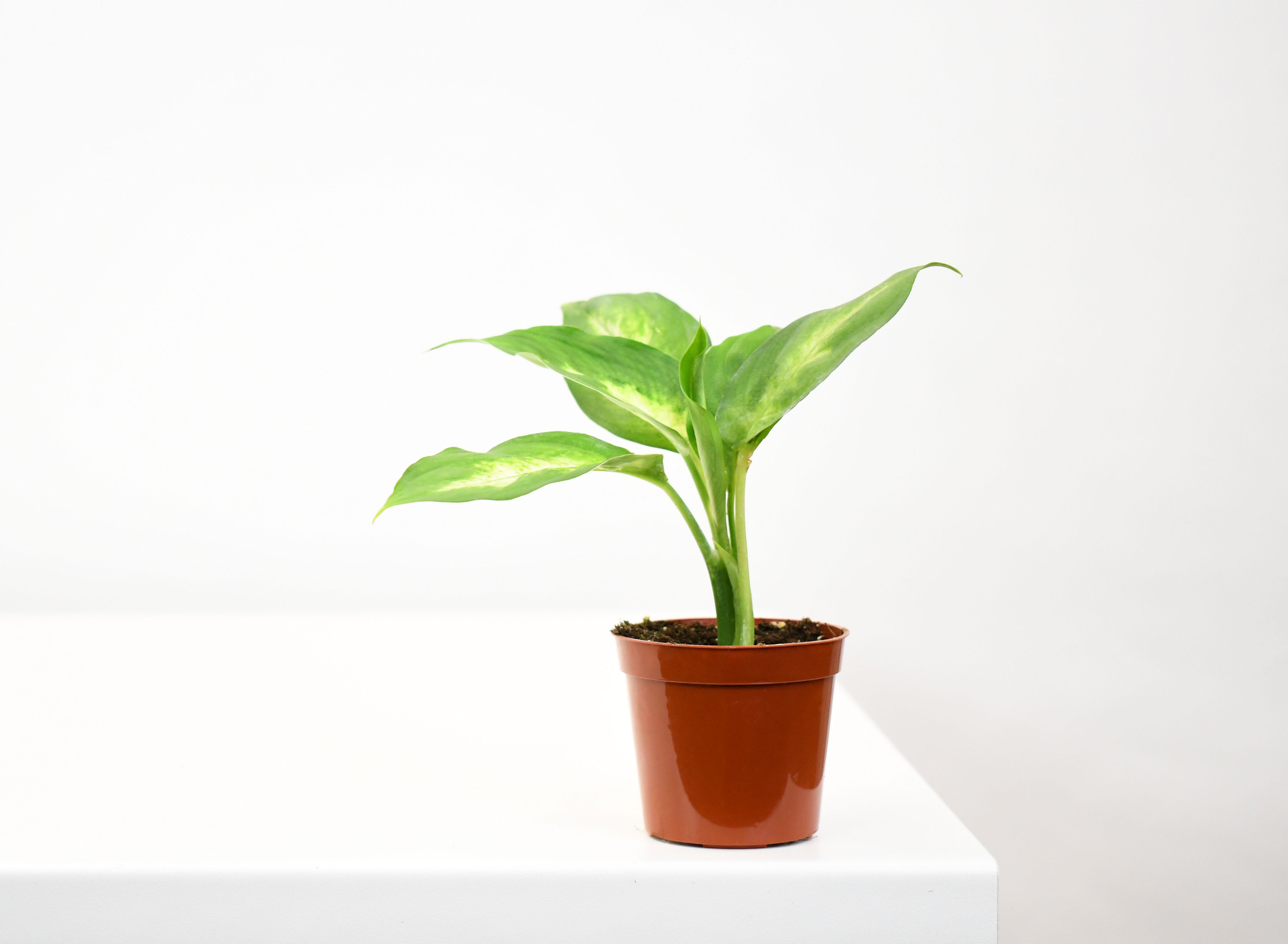 dieffenbachia baby 2.5" Dieffenbachia