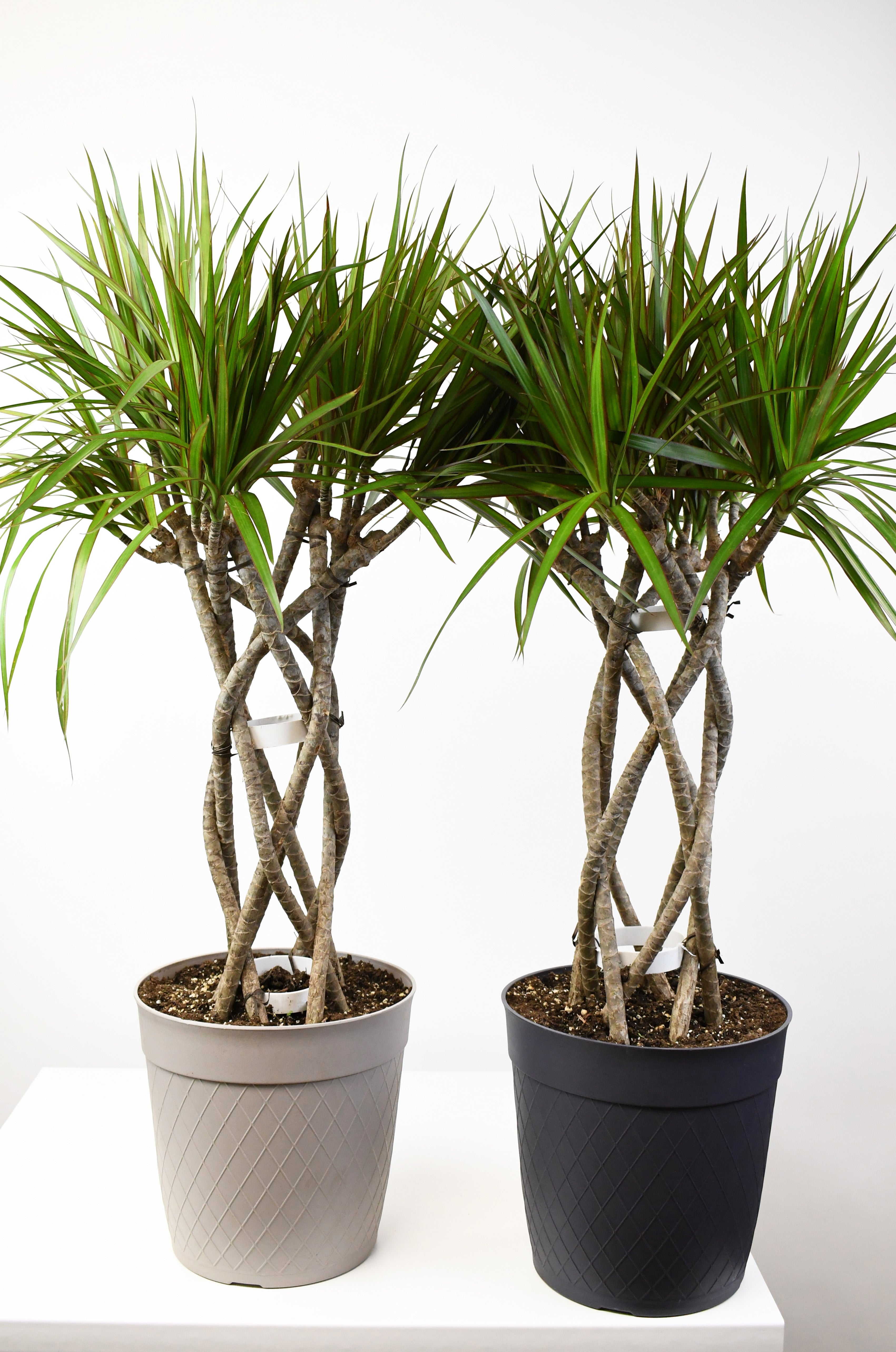 how to braid dracaena 10" Dracaena, Marginata Open Weave 8ppp 36"