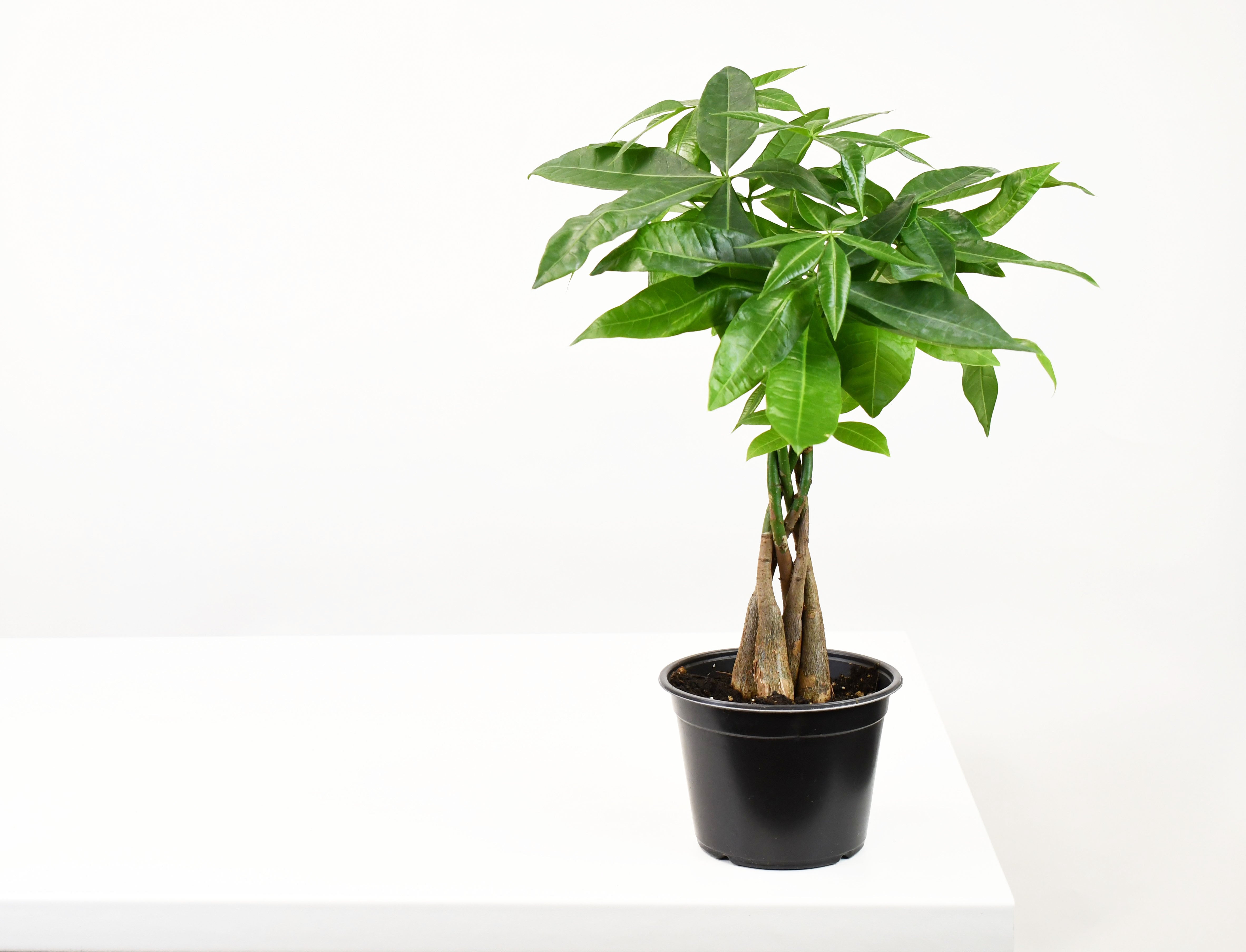money plant pakistan 6" Pachira, Money Tree
