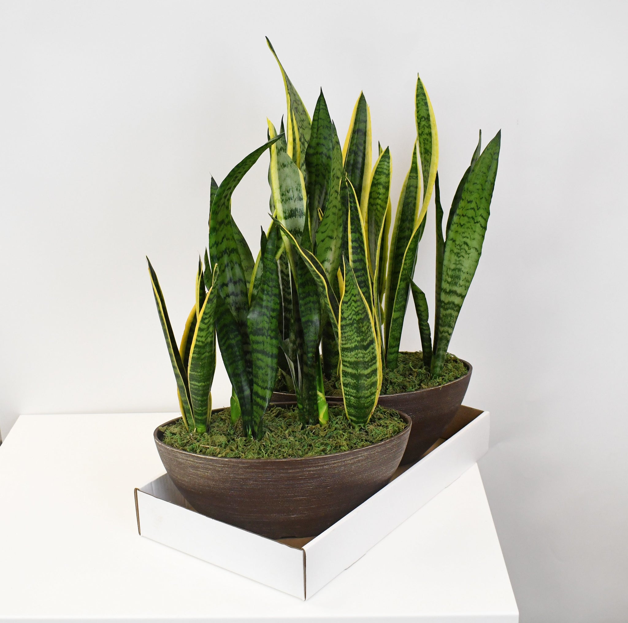 snake plant in rectangular planter 15