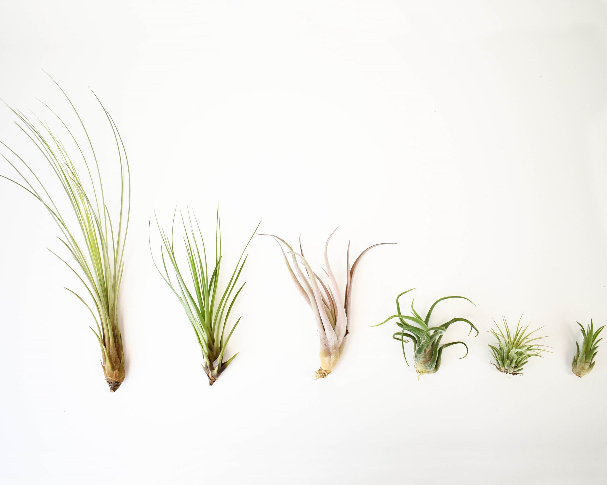 Tillandsia – Colasanti Farms