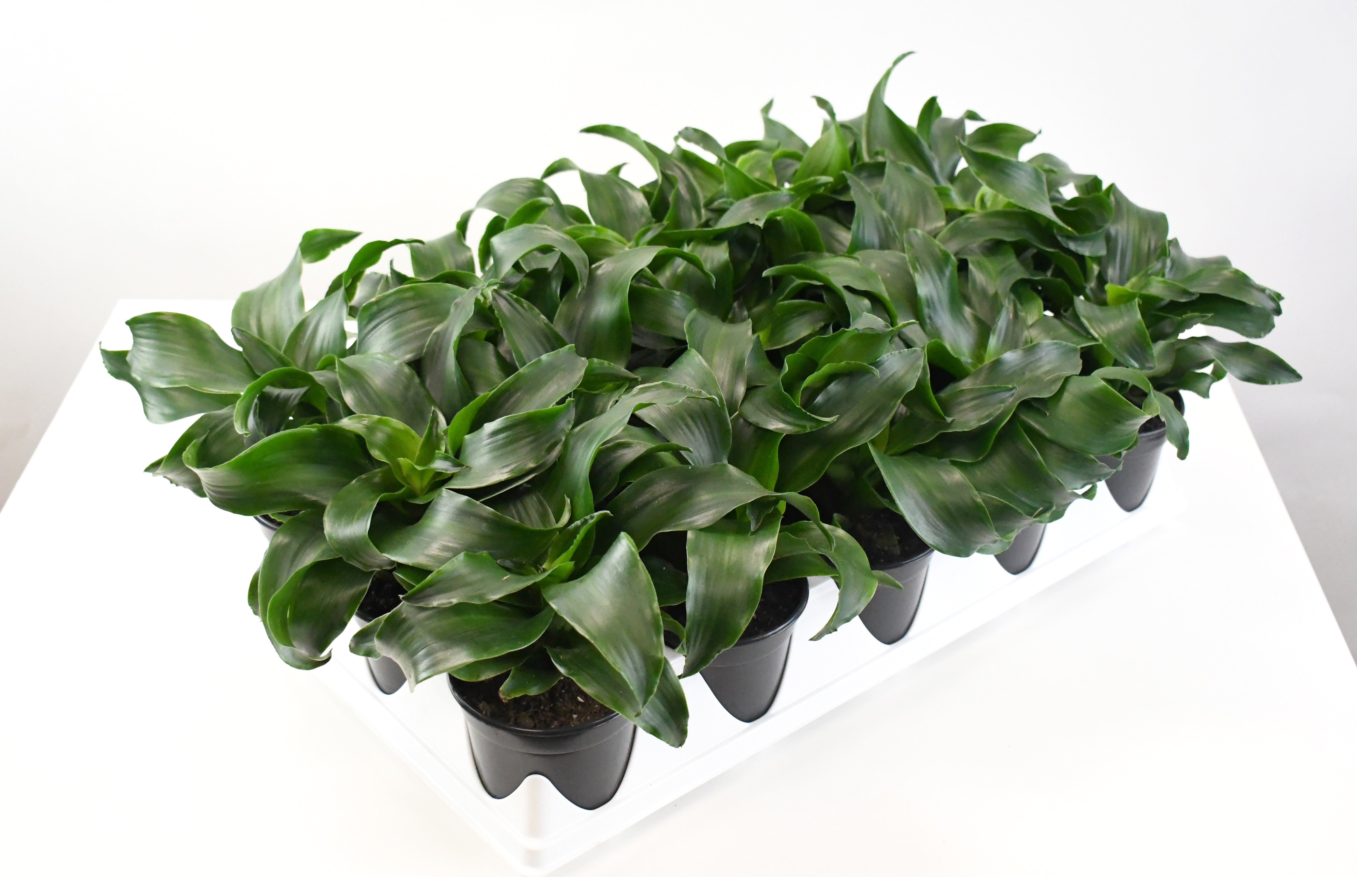 twister dracaena 4" Dracaena, Twister Green Swirl